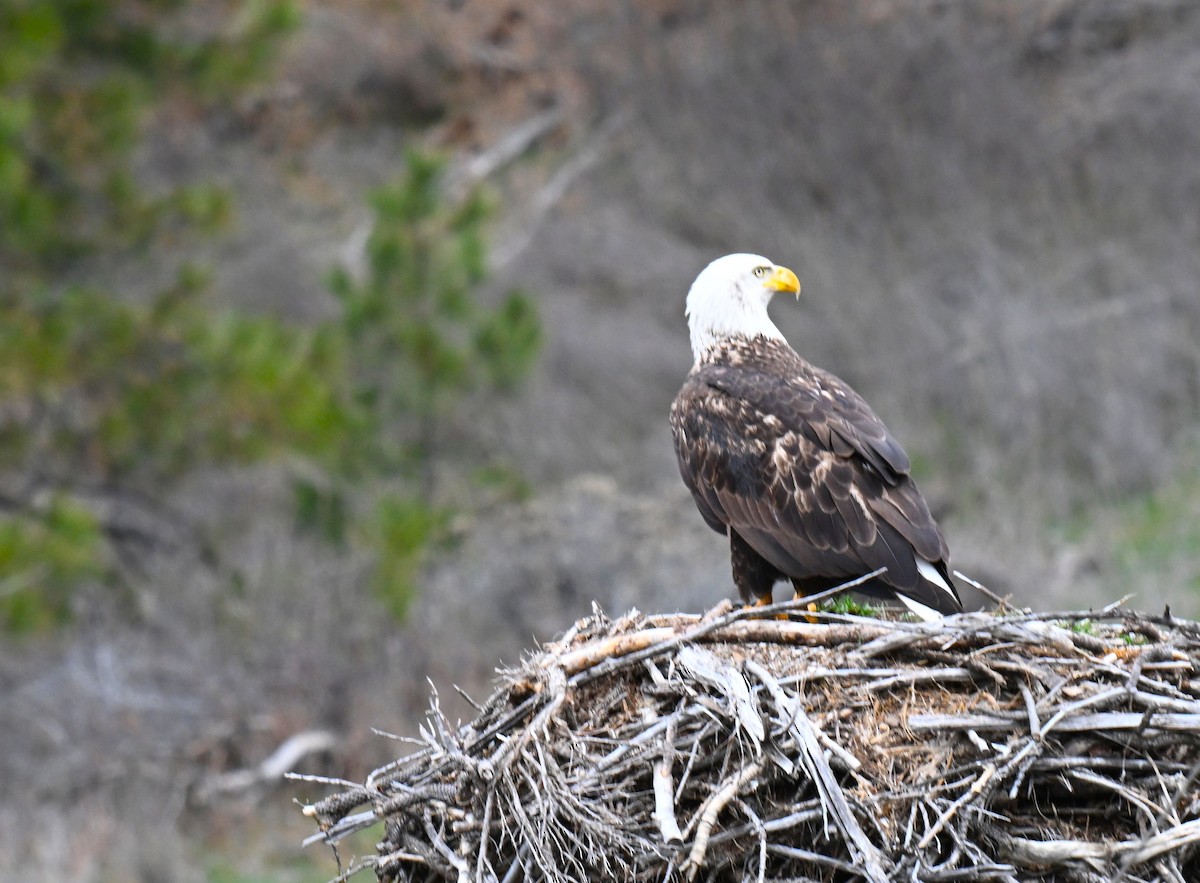 orel bělohlavý - ML652743856