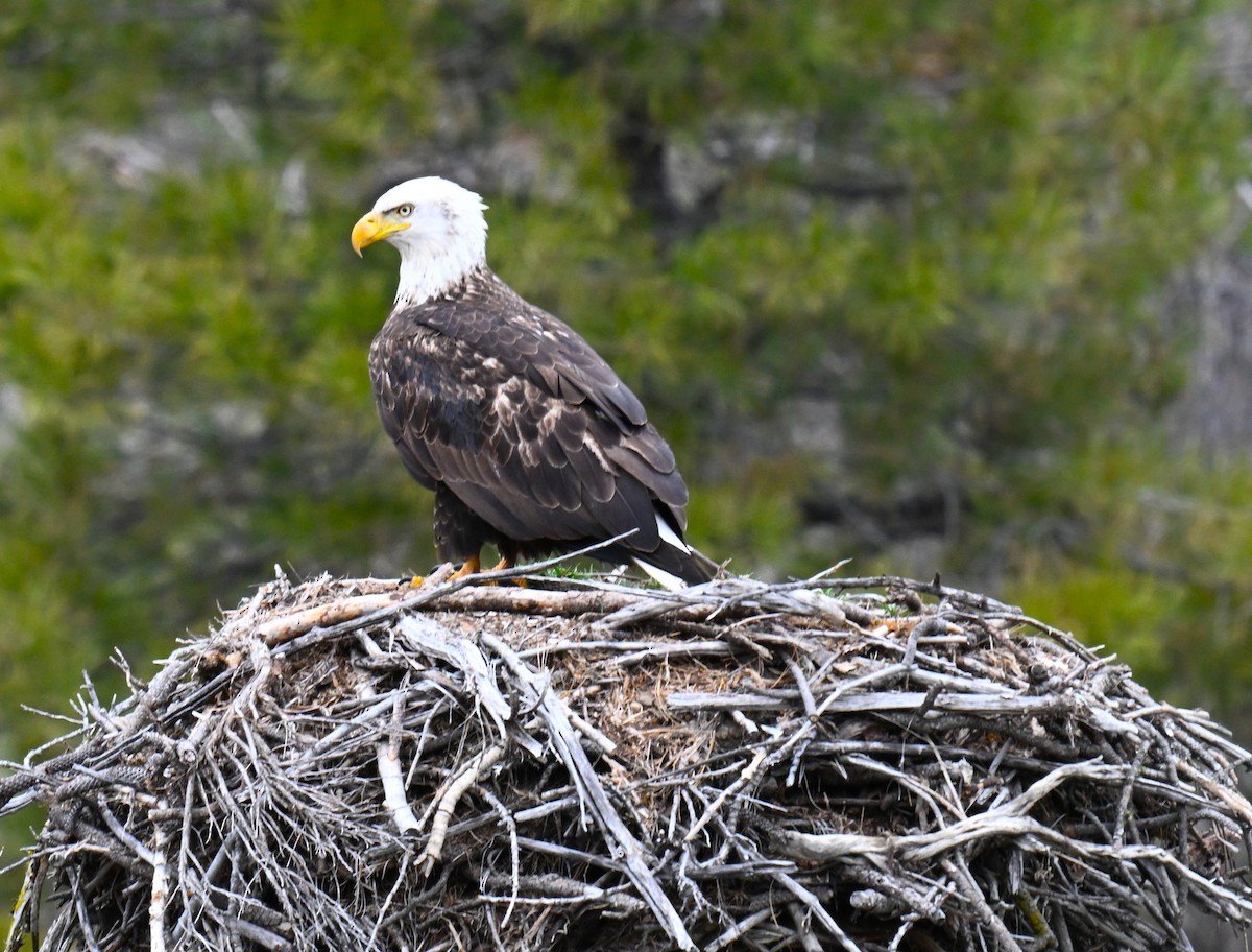 orel bělohlavý - ML652743857