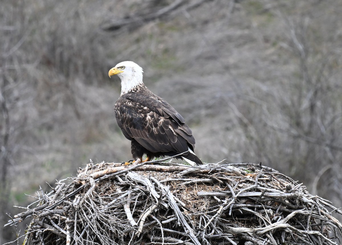 orel bělohlavý - ML652743858