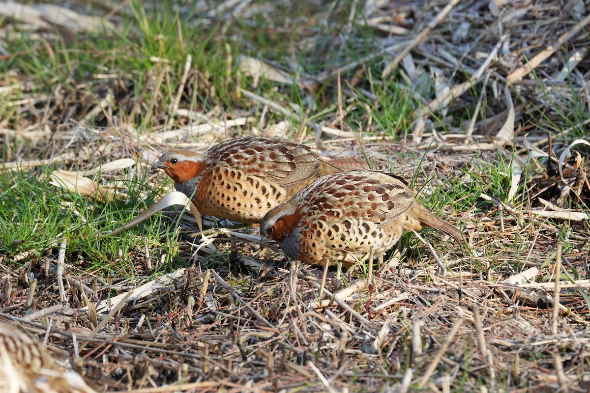 ML652743877 - Chinese Bamboo-Partridge - Macaulay Library