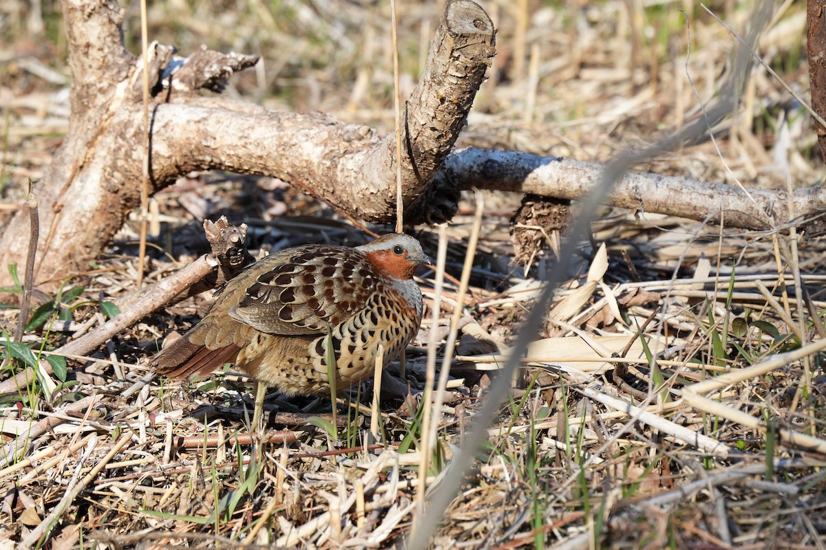 ML652743881 - Chinese Bamboo-Partridge - Macaulay Library