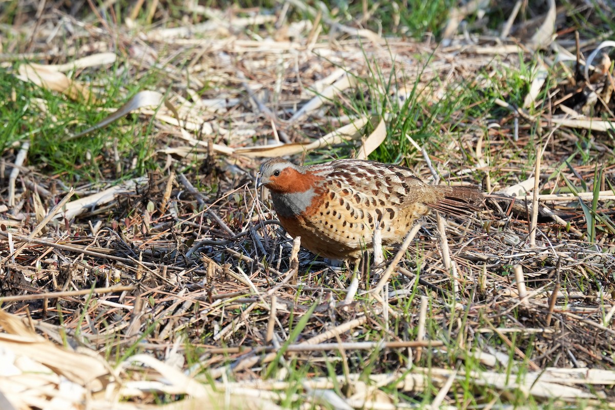 ML652743884 - Chinese Bamboo-Partridge - Macaulay Library