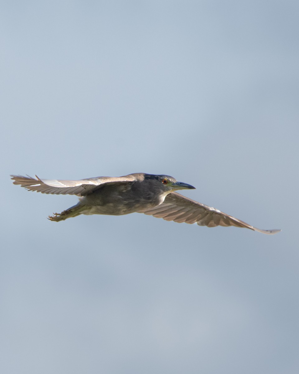 夜鷺 - ML652744005