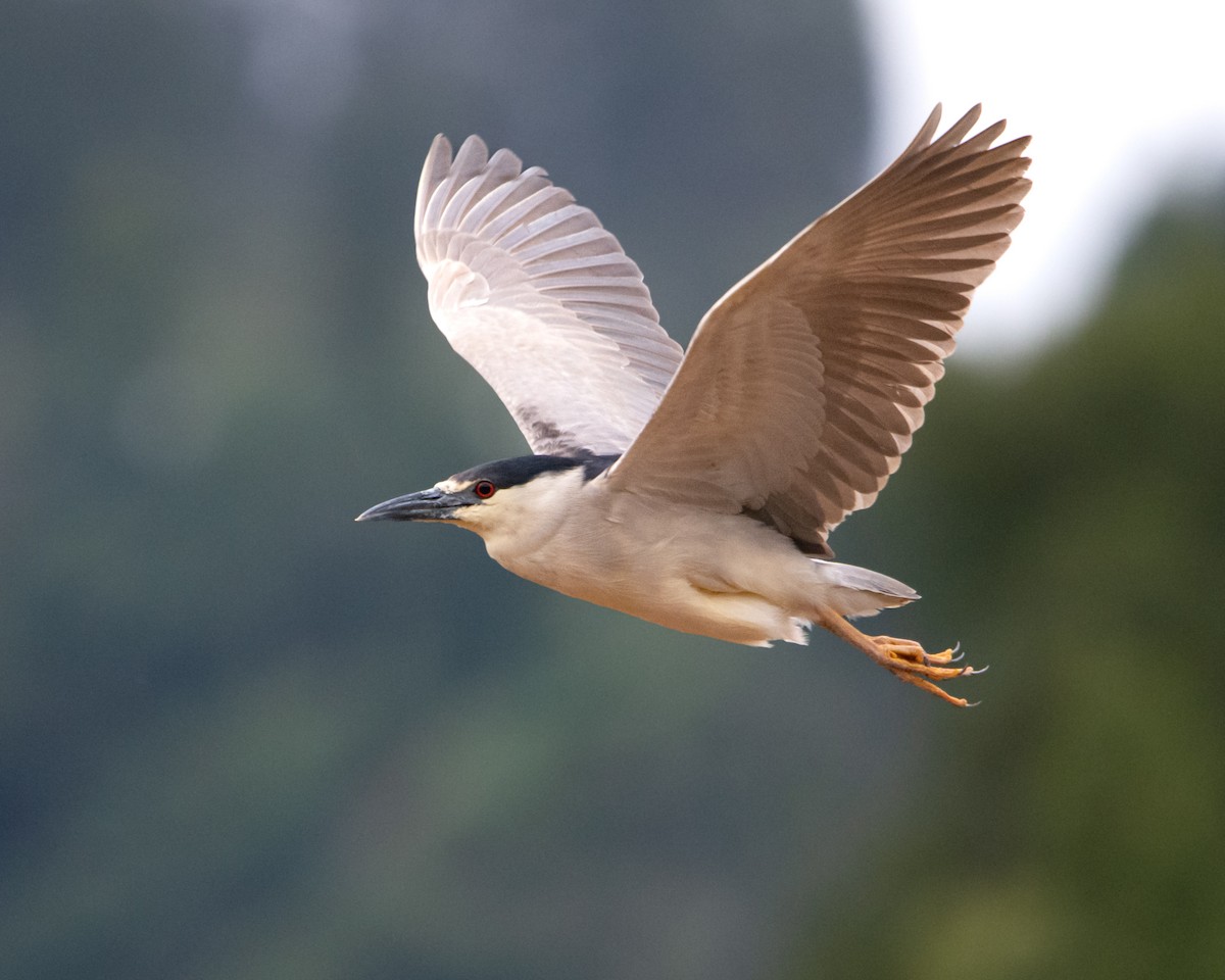 夜鷺 - ML652744006