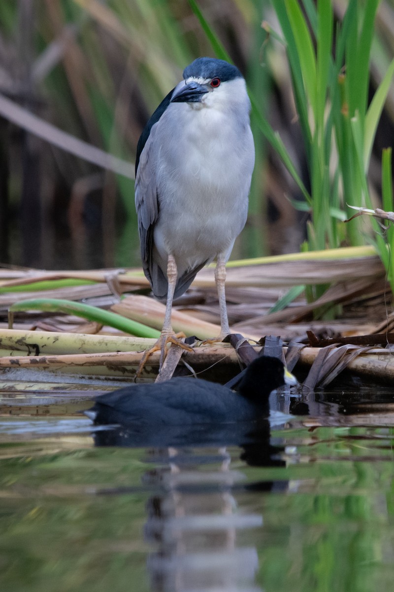 夜鷺 - ML652744007