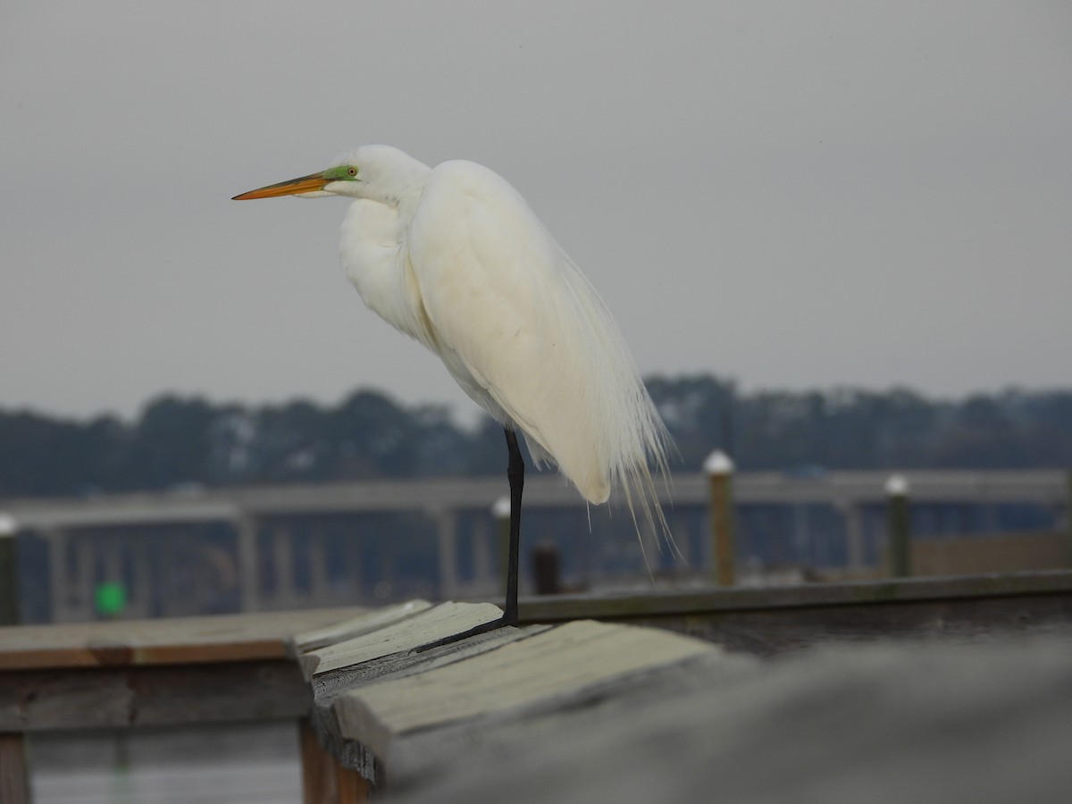 Koartza zuria - ML652744105