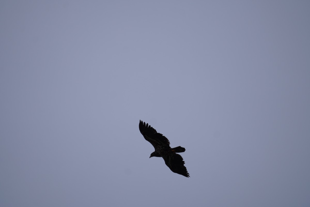 orel bělohlavý - ML652744289