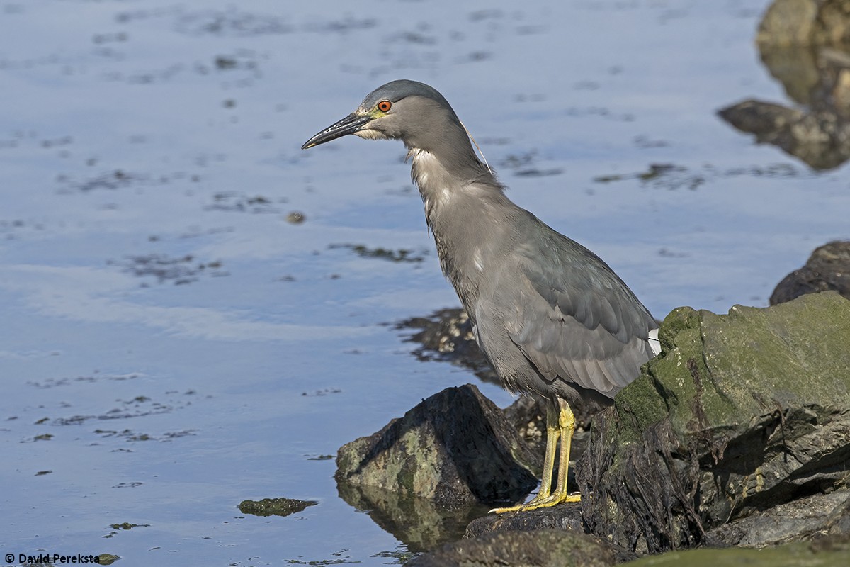 夜鷺(obscurus) - ML652744296