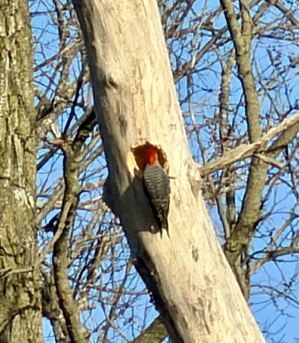 Red-bellied Woodpecker - ML652744328