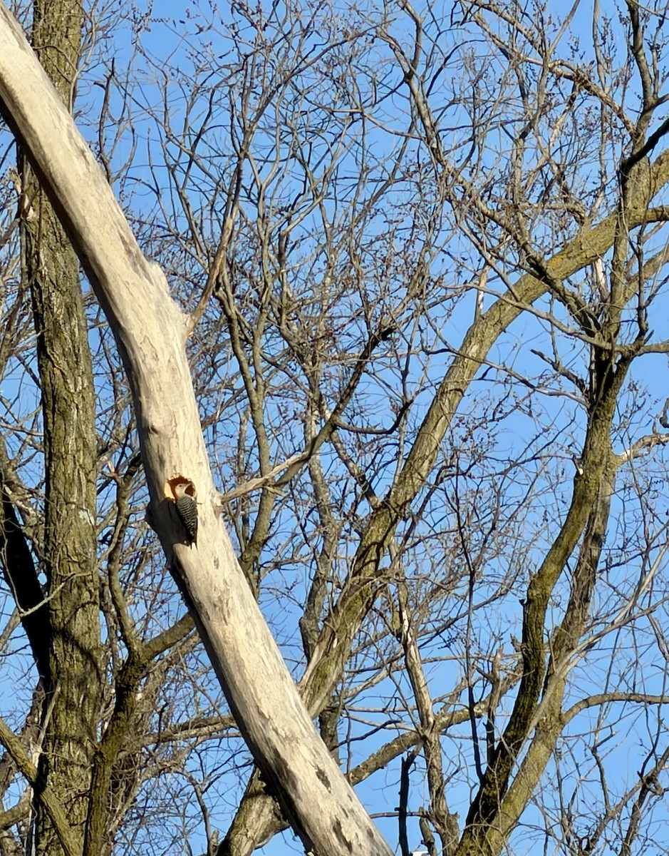 Red-bellied Woodpecker - ML652744329