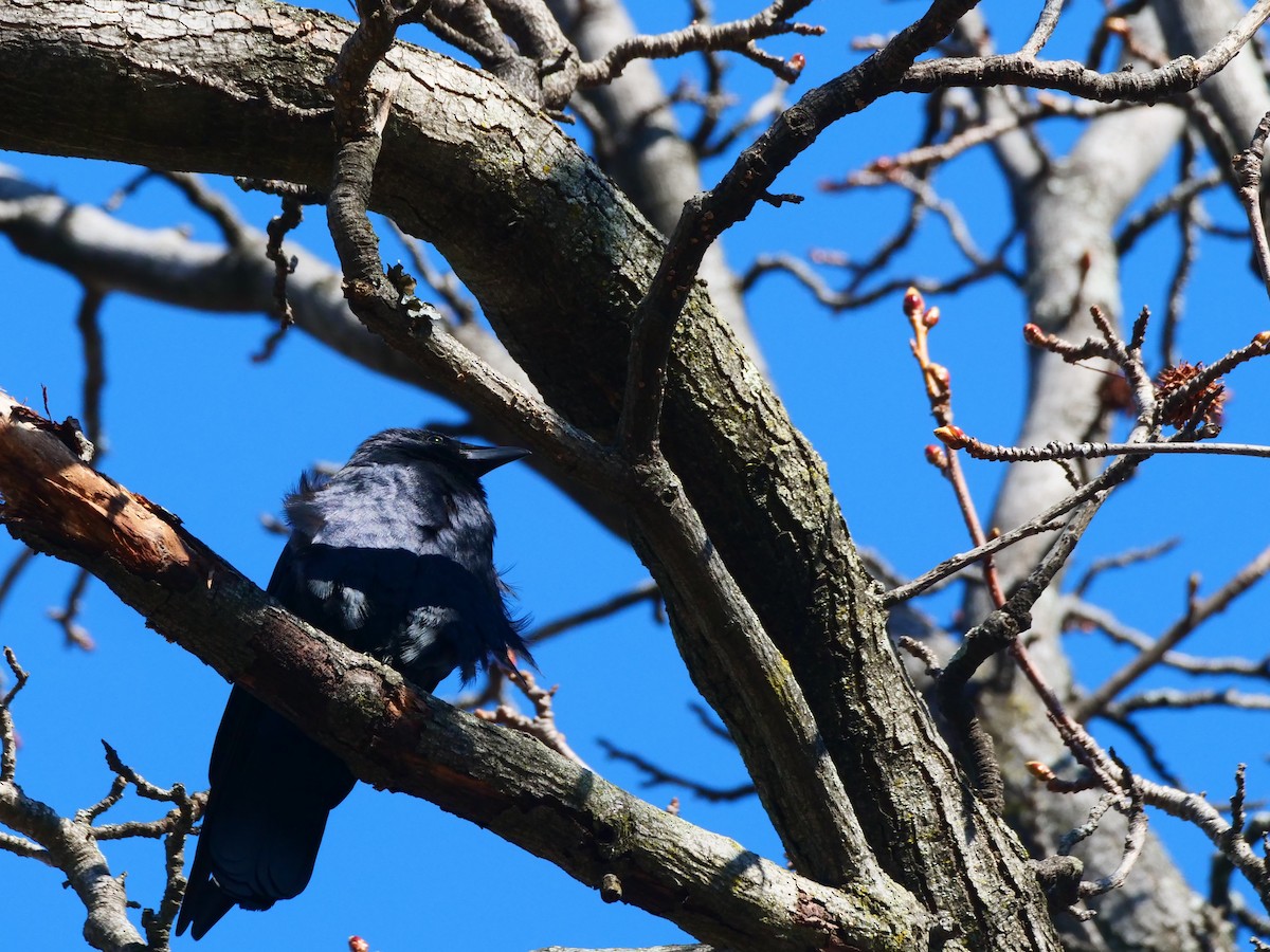 Fish Crow - ML652744427