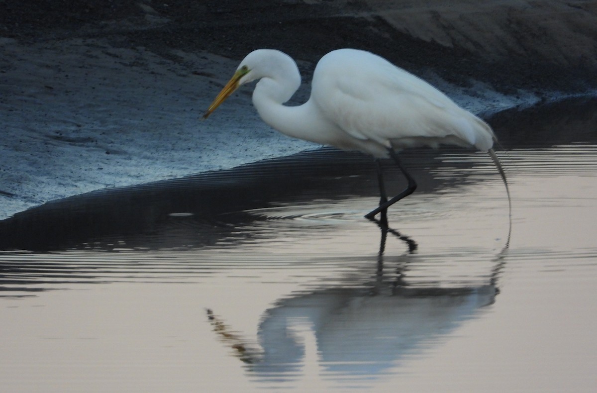 Koartza zuria - ML652744470