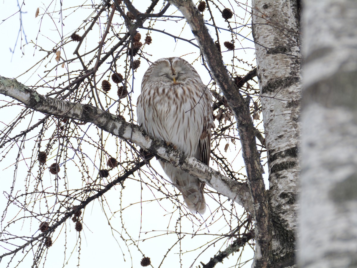 Habichtskauz - ML652744535