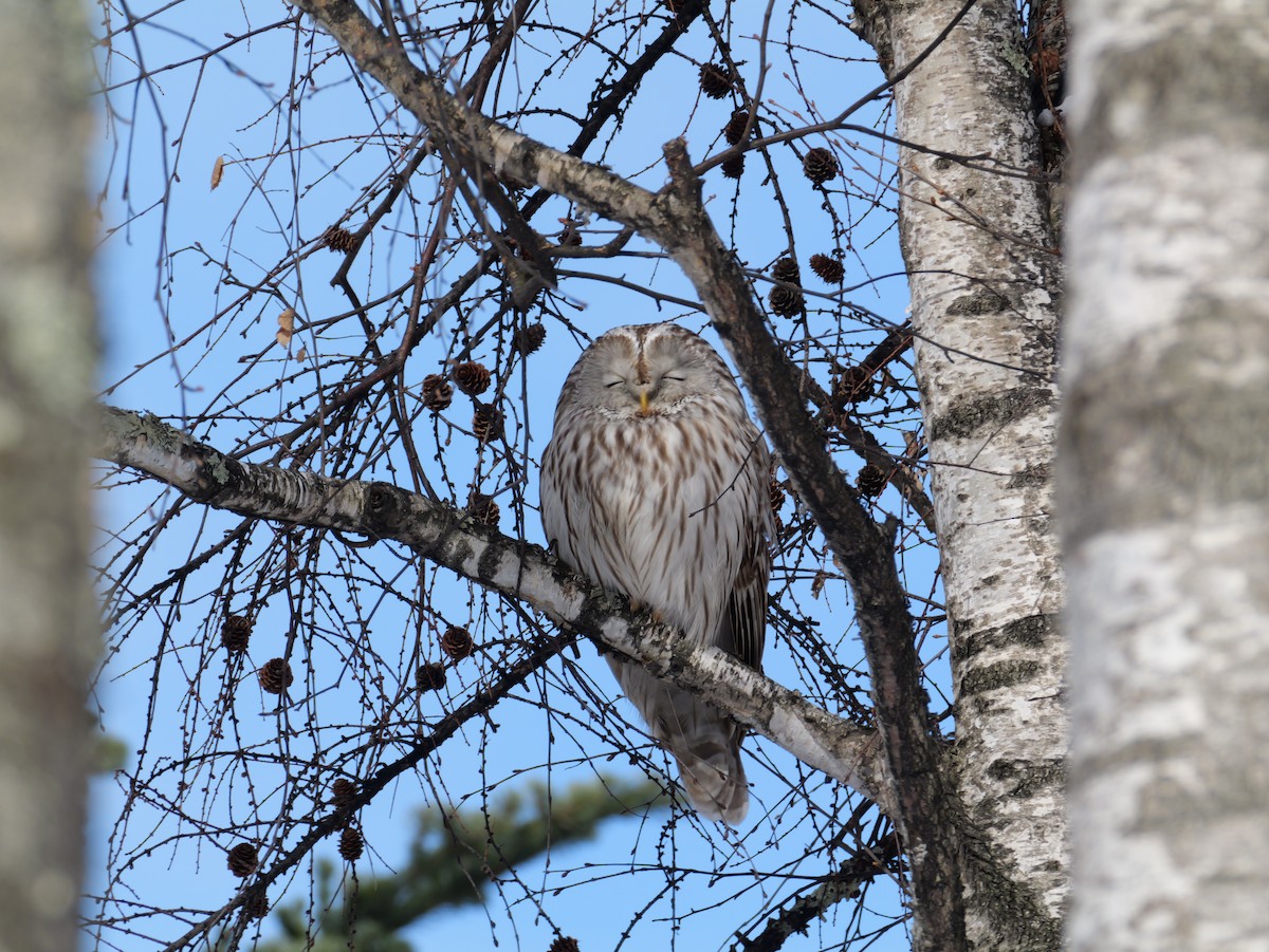 Habichtskauz - ML652744536