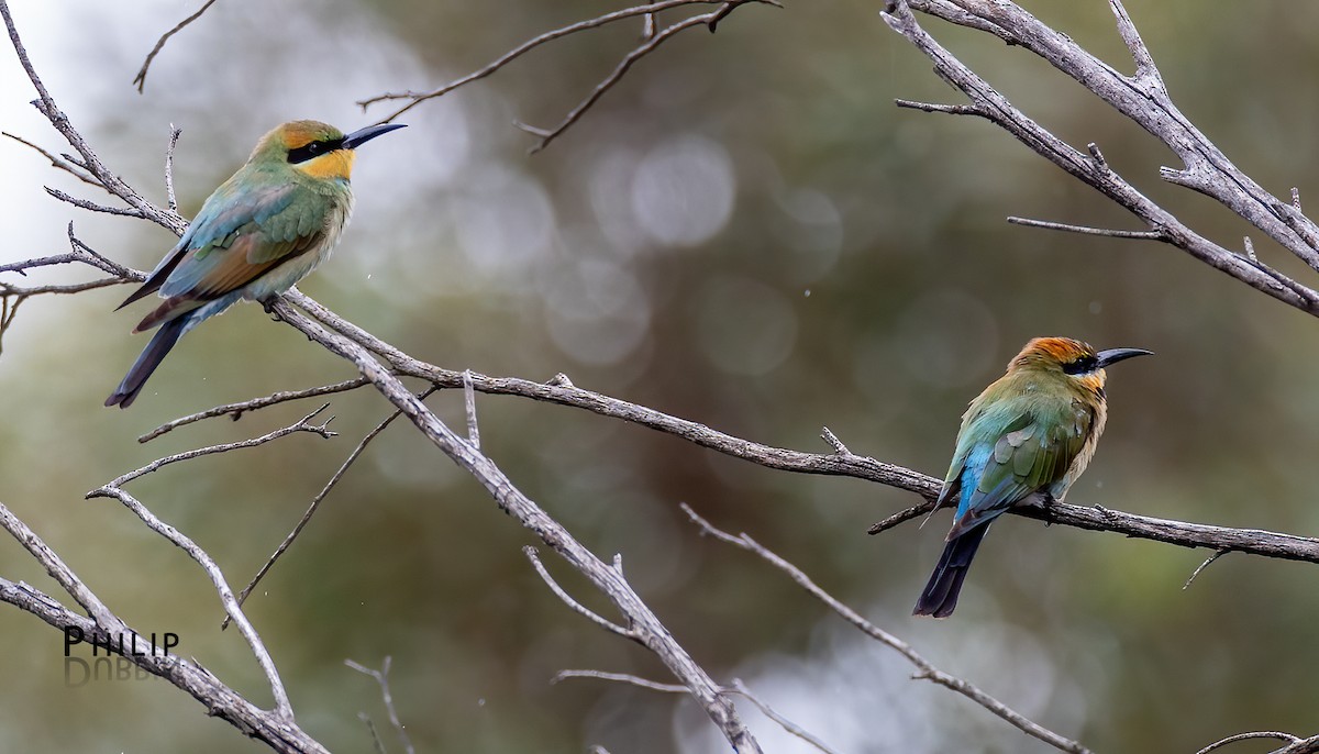 Rainbow Bee-eater - ML652744651