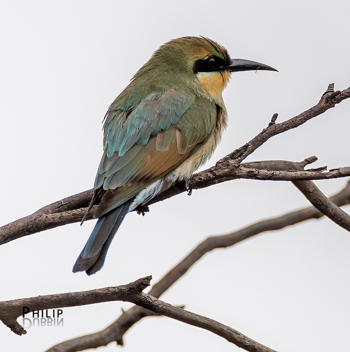 Rainbow Bee-eater - ML652744652