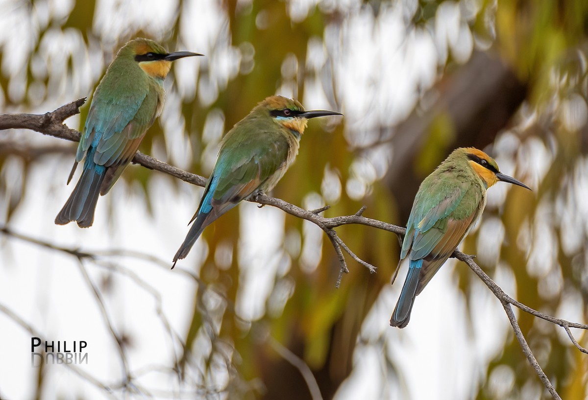 Rainbow Bee-eater - ML652744653
