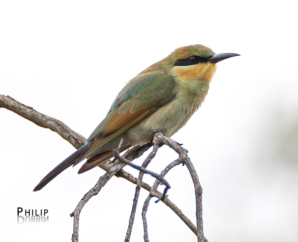 Rainbow Bee-eater - ML652744655