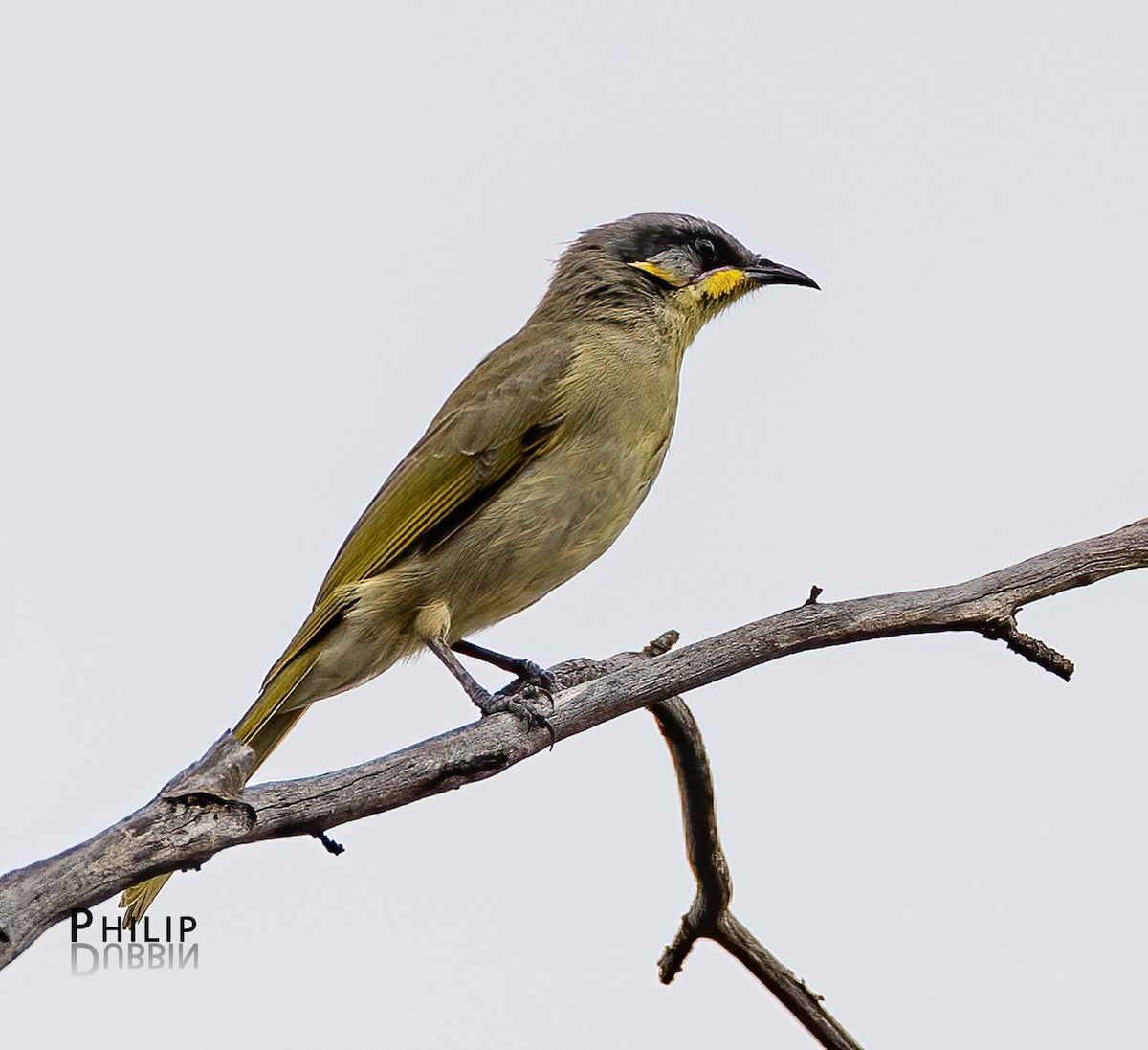 Purple-gaped Honeyeater - ML652744666