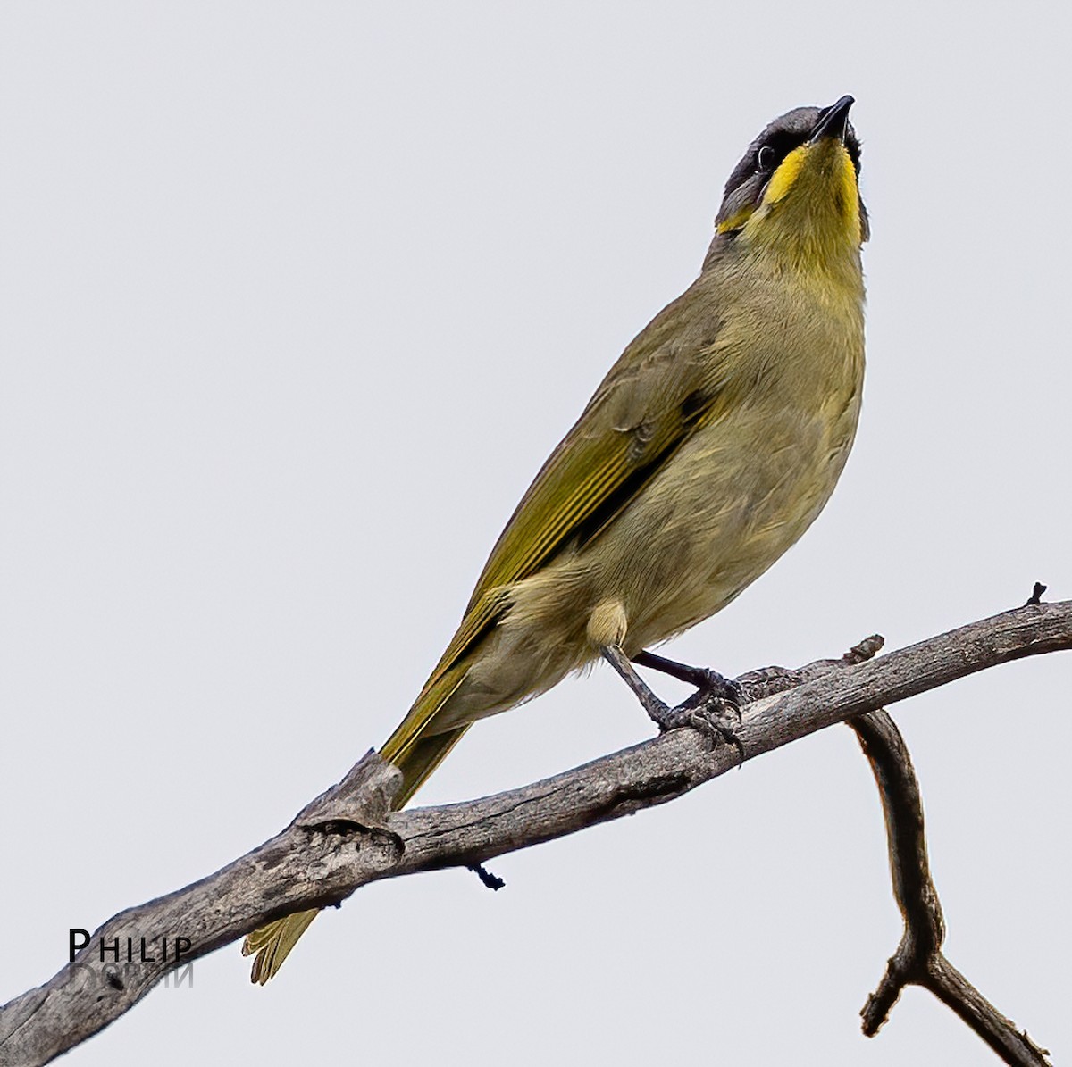 Purple-gaped Honeyeater - ML652744667