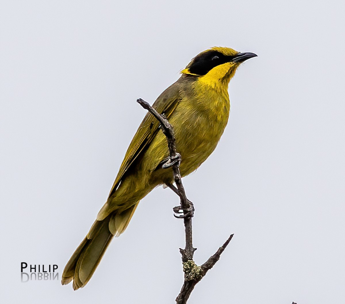 Yellow-tufted Honeyeater - ML652744669