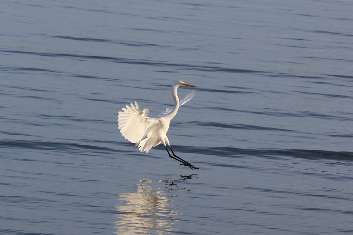 Koartza zuria - ML652744708