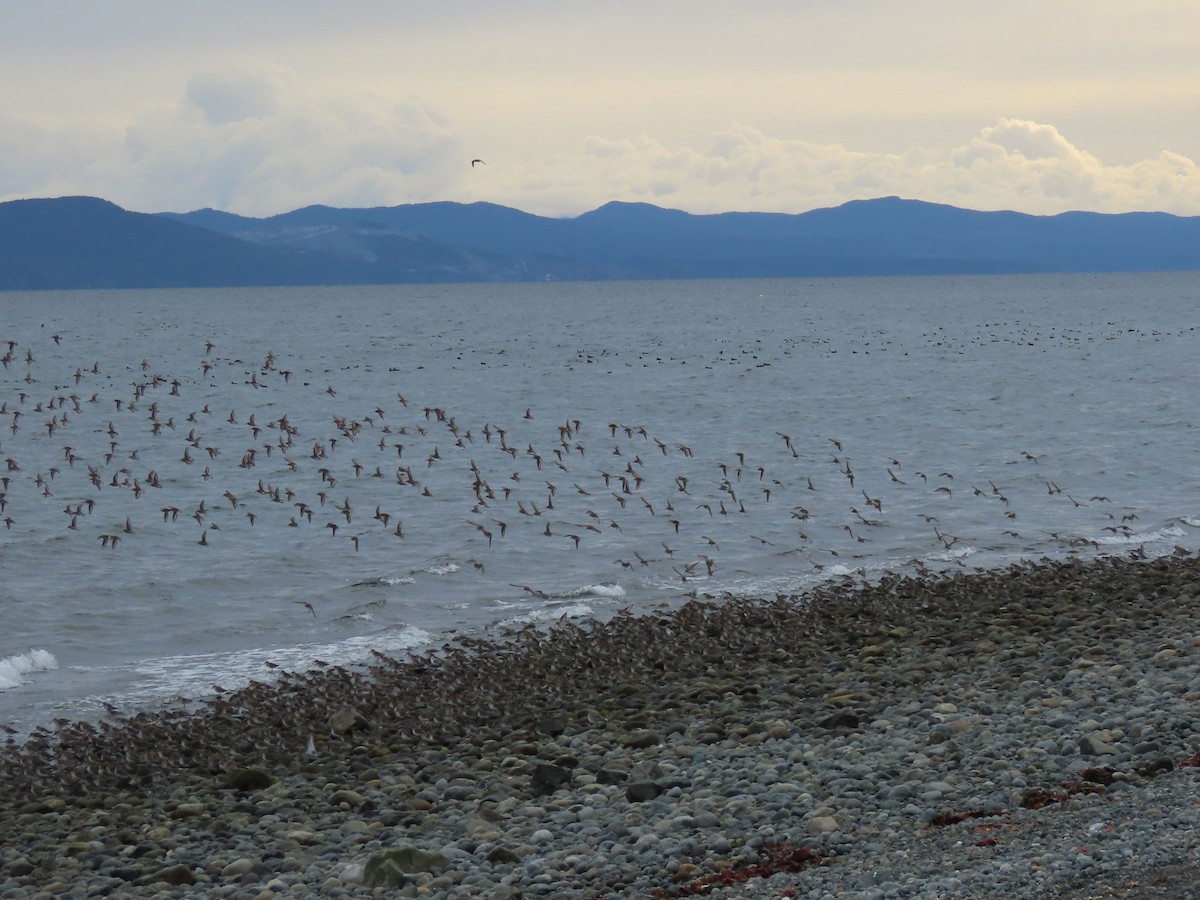 Txirri arrunta - ML652744711