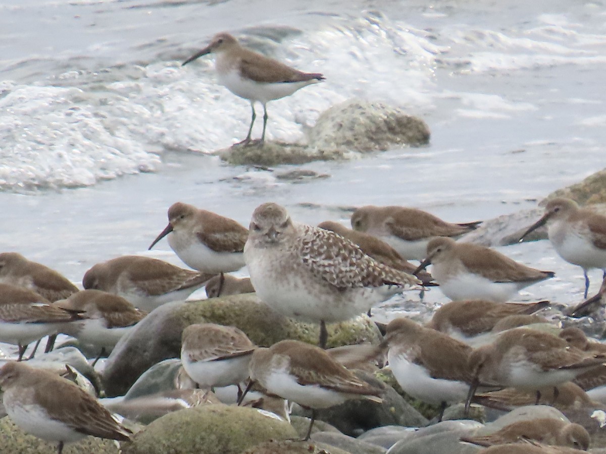 Txirri arrunta - ML652744712