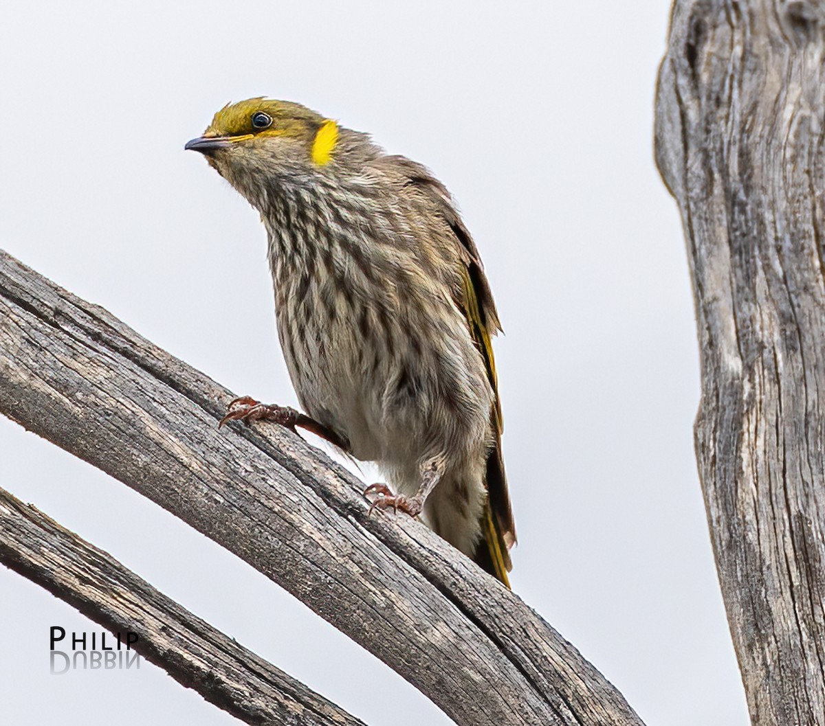 Yellow-plumed Honeyeater - ML652744715