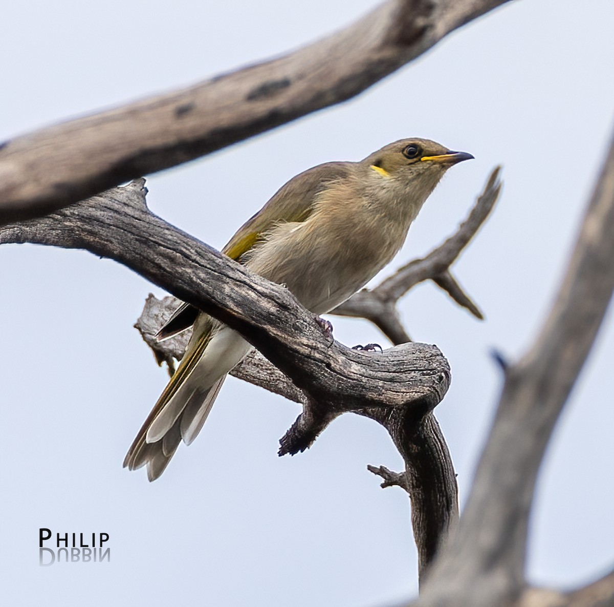 Fuscous Honeyeater - ML652744717