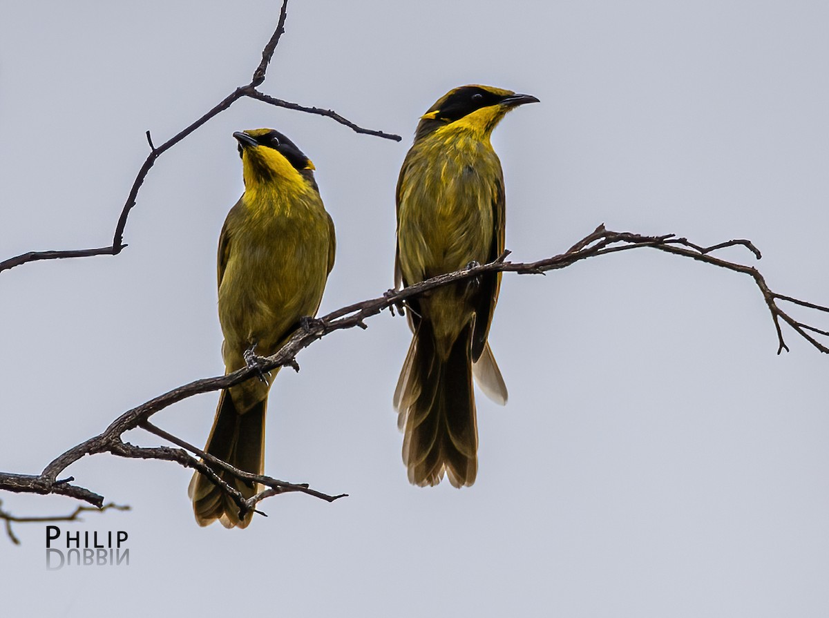 Yellow-tufted Honeyeater - ML652744719