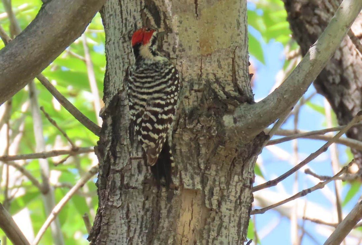 strakapoud proužkohřbetý - ML652745035