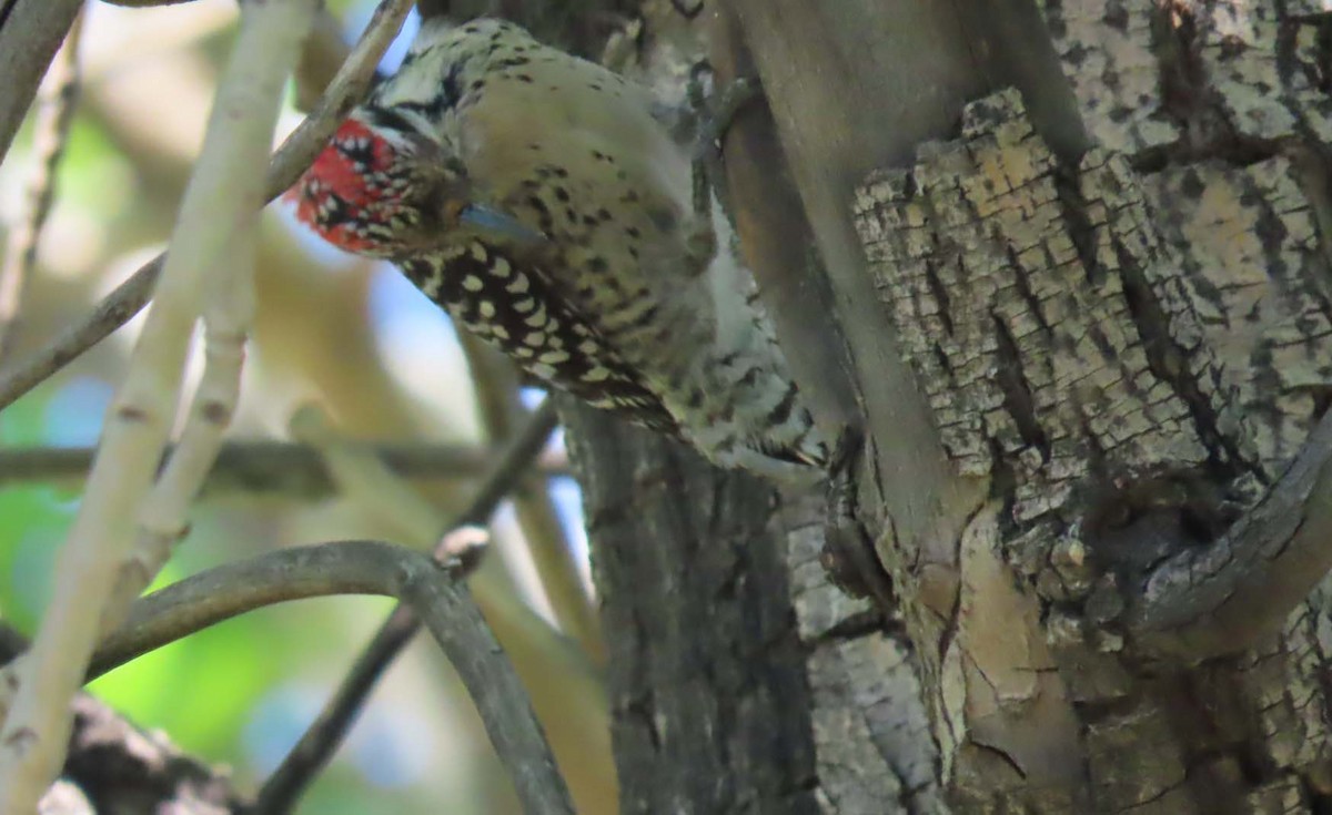 strakapoud proužkohřbetý - ML652745036