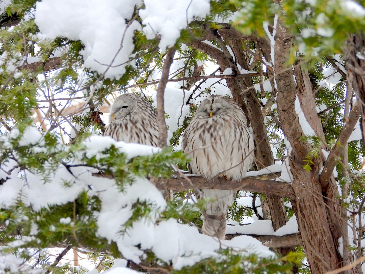 Habichtskauz - ML652745113