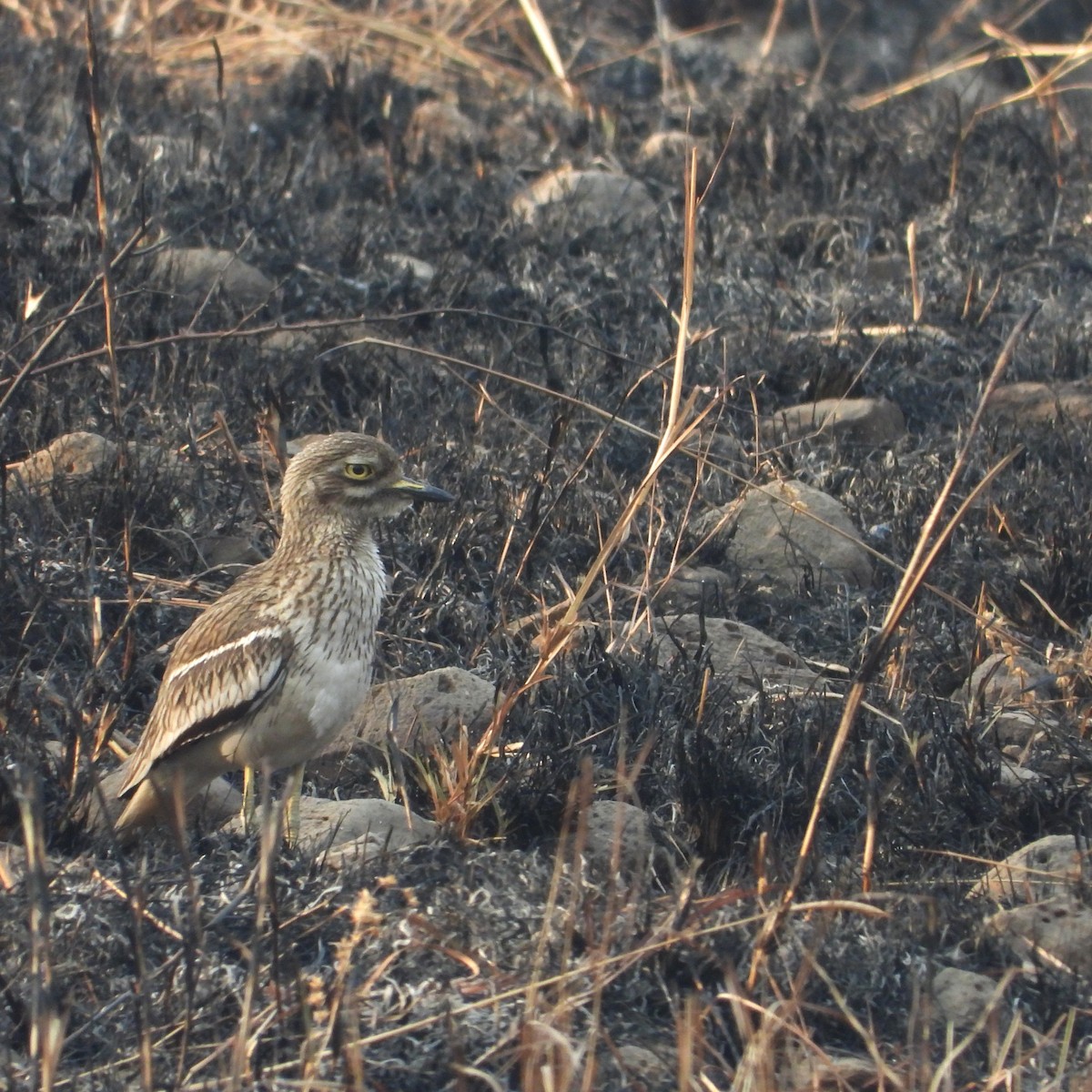 Hint Kocagözü - ML652745131