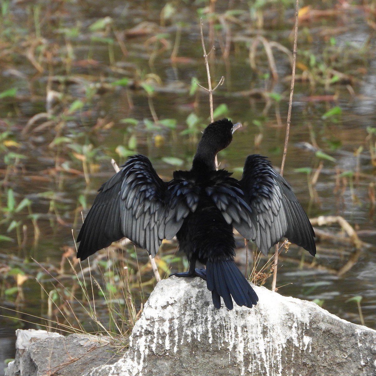 Kara Küçük Karabatak - ML652745133