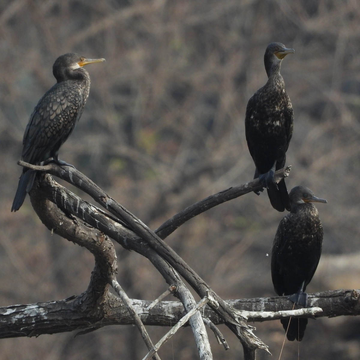 Hint Karabatağı - ML652745139