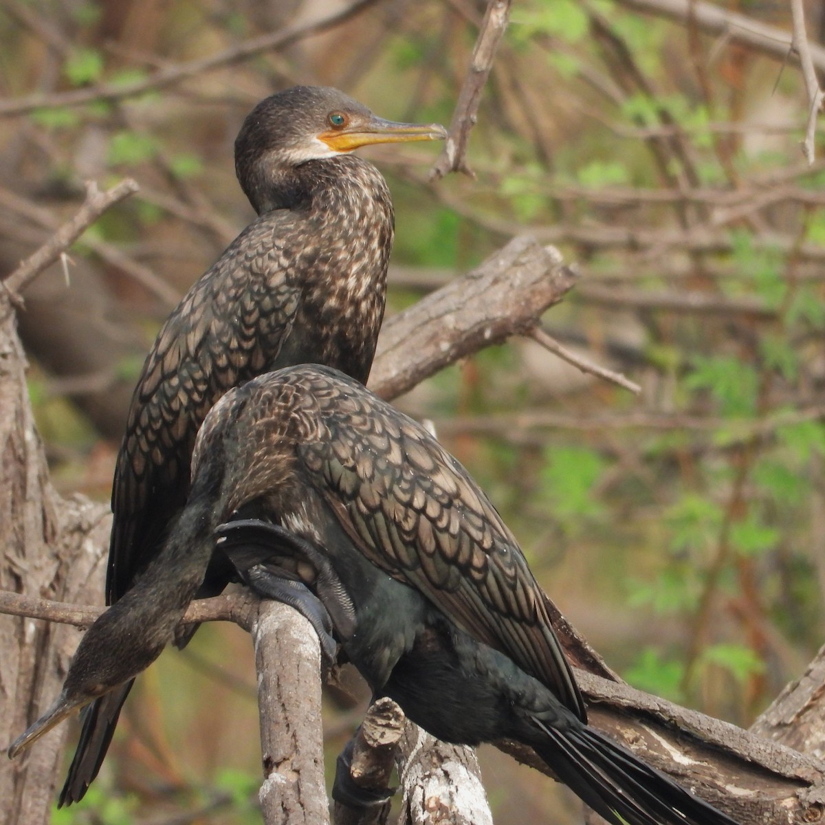 Hint Karabatağı - ML652745140