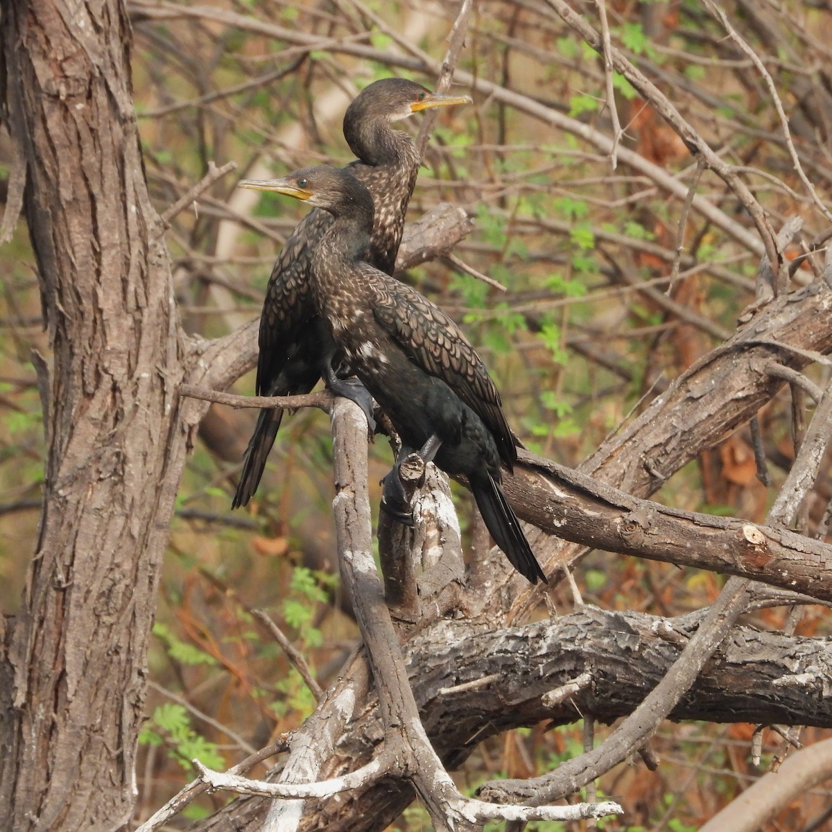 Hint Karabatağı - ML652745141