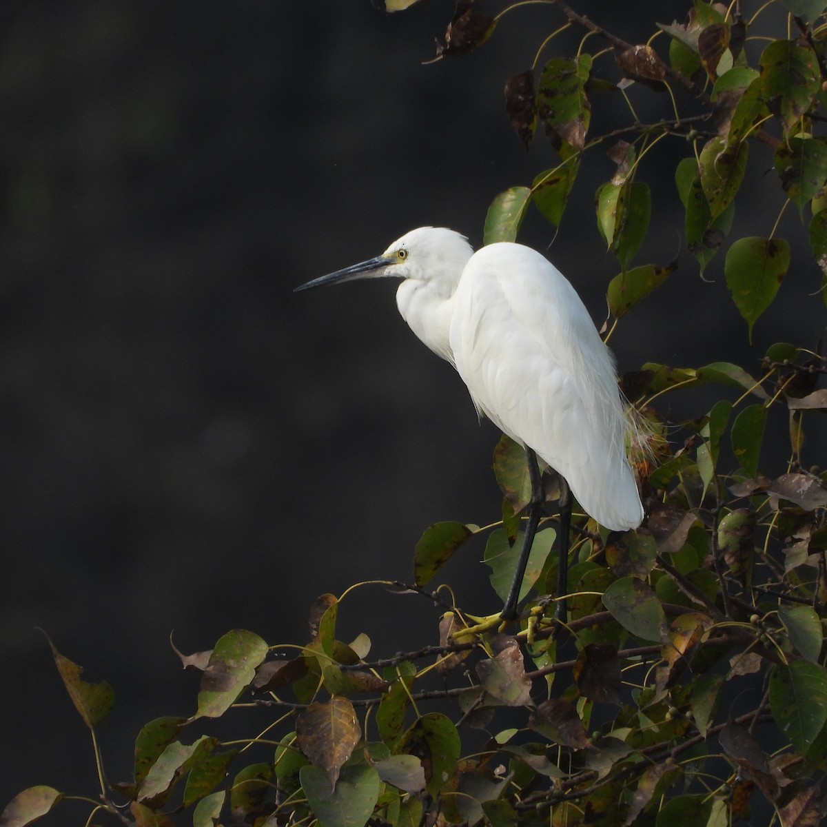 Küçük Ak Balıkçıl - ML652745144