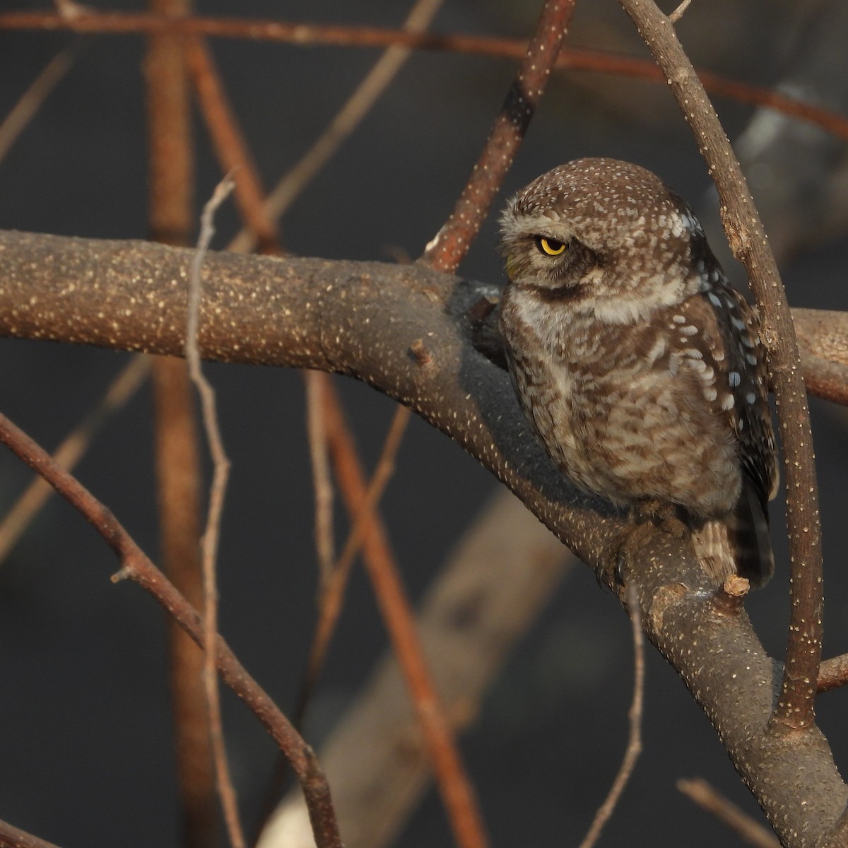 Hint Kukumavı - ML652745148