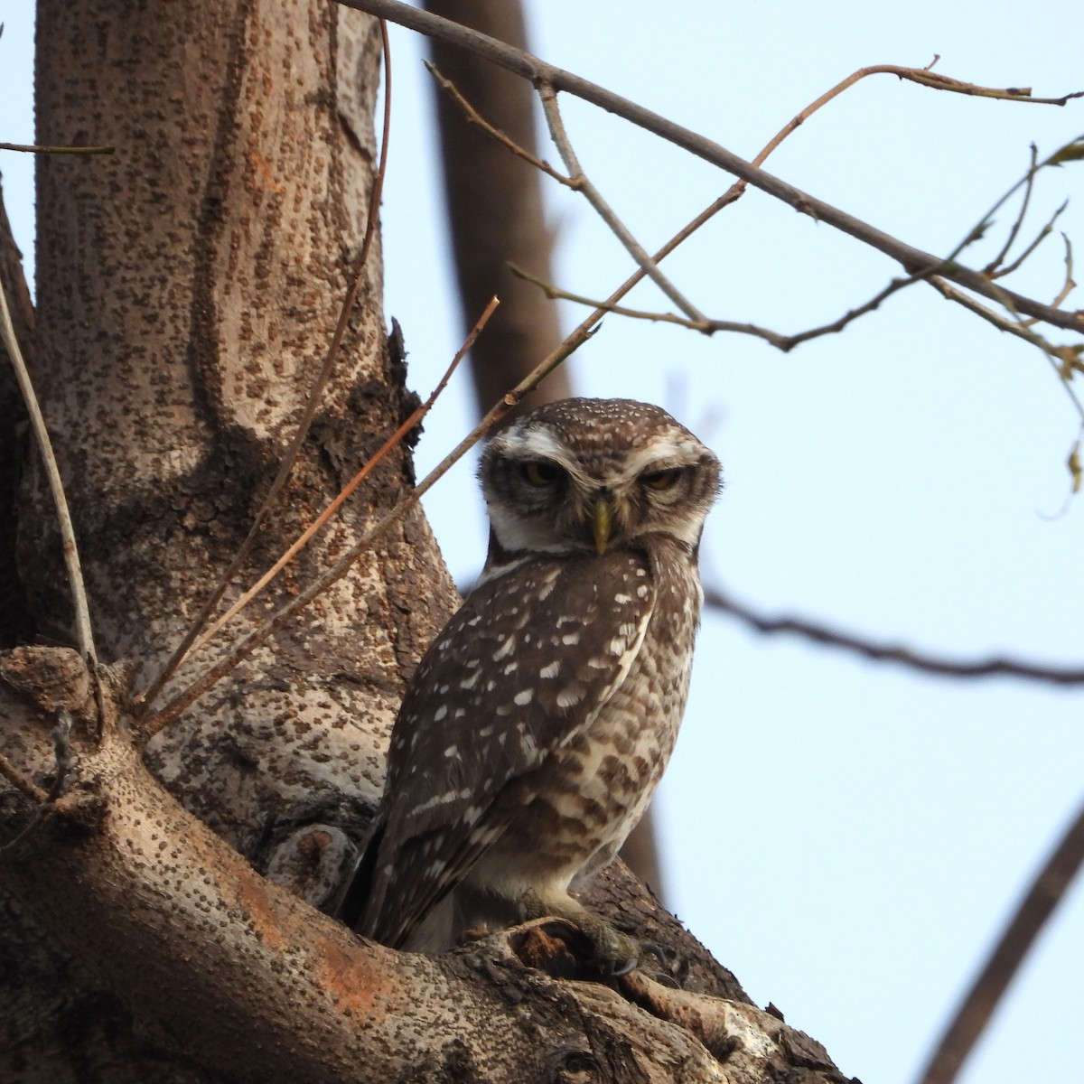 Hint Kukumavı - ML652745149