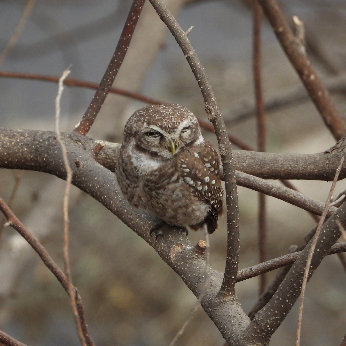 Hint Kukumavı - ML652745150