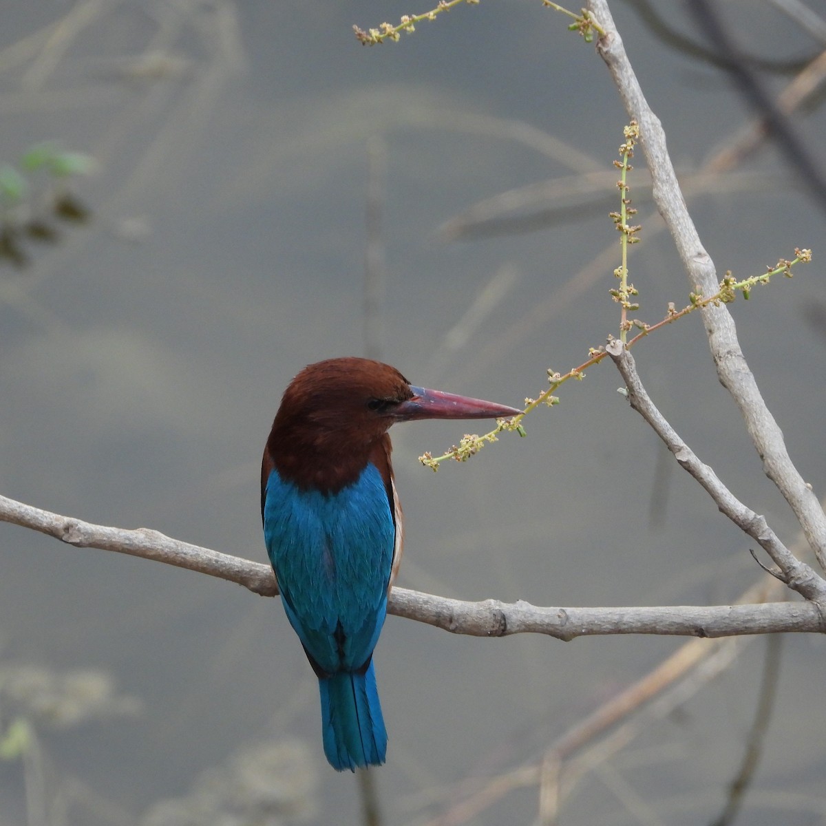 İzmir Yalıçapkını - ML652745152