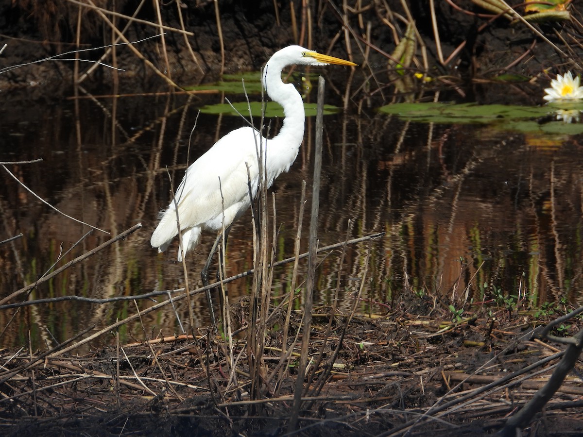 Koartza zuria - ML652745283