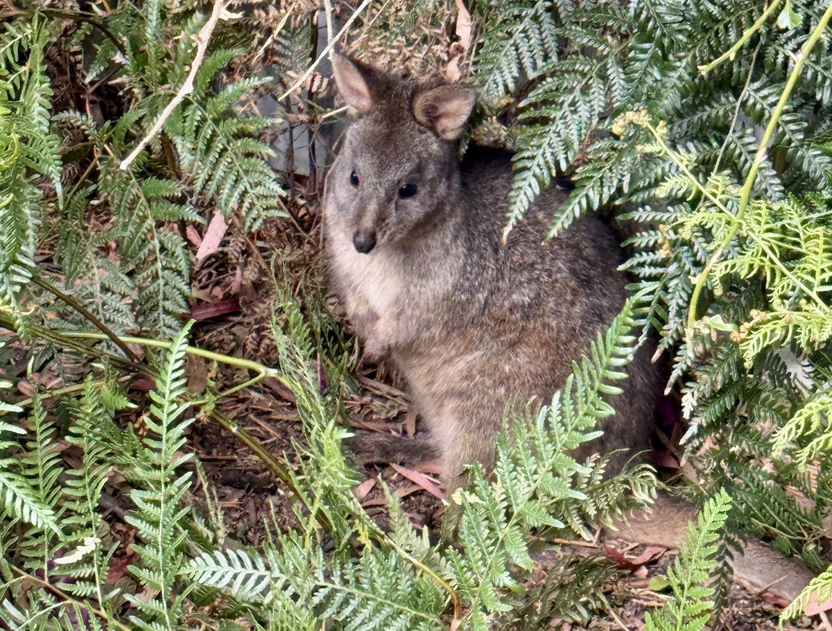Rufous-bellied Pademelon - ML652745326