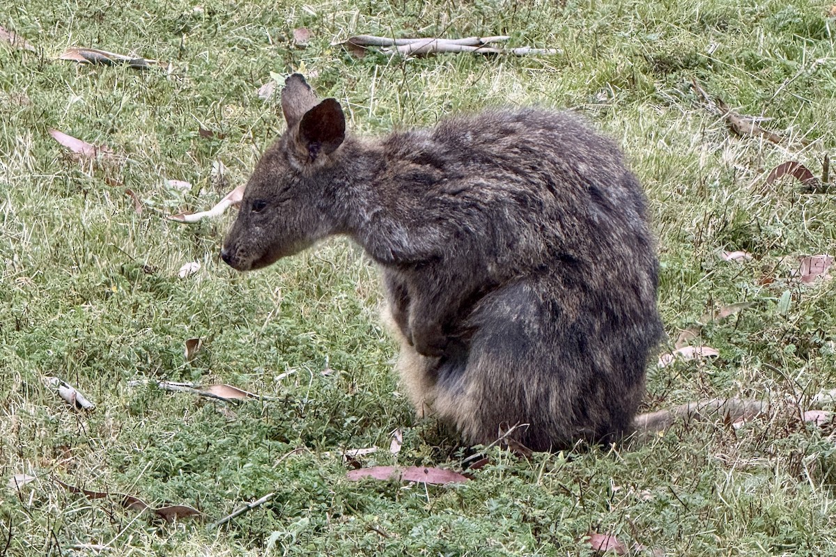 Rufous-bellied Pademelon - ML652745327