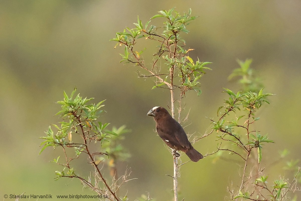 tykknebbvever - ML652745933