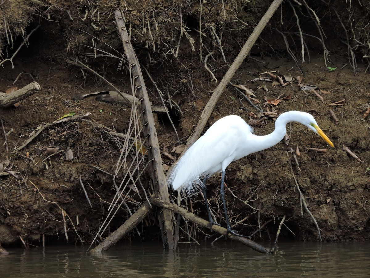 Koartza zuria - ML652745951