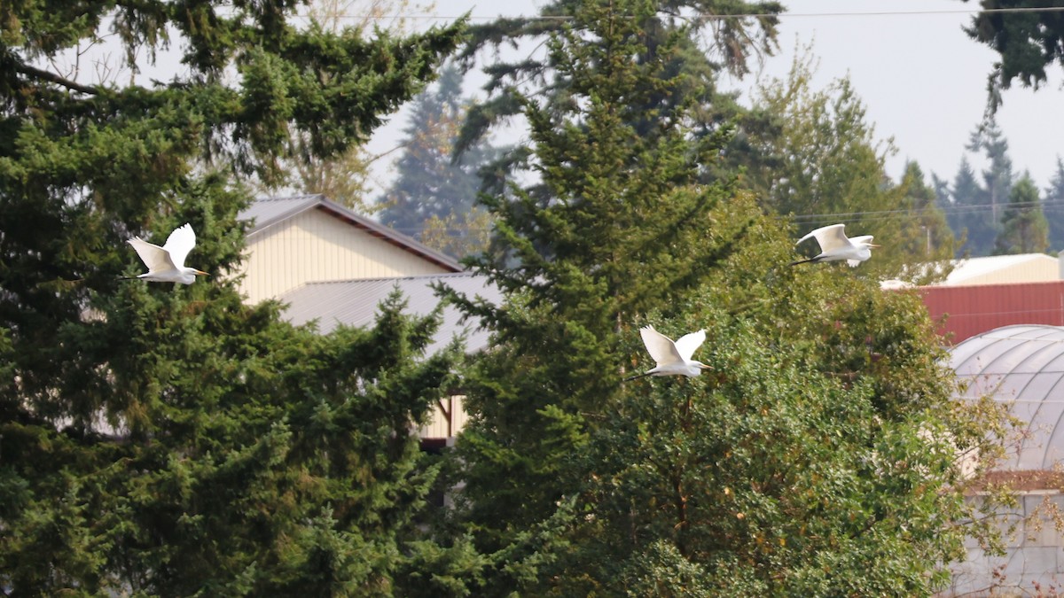 Koartza zuria - ML652745967